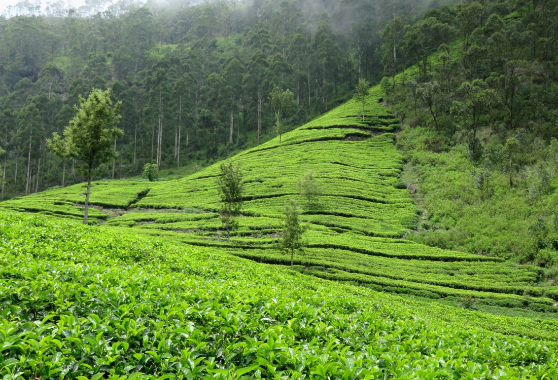 campos de té sri lanka