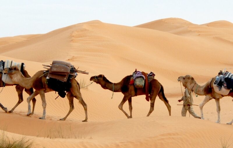 solteros de viaje en tunez y desierto