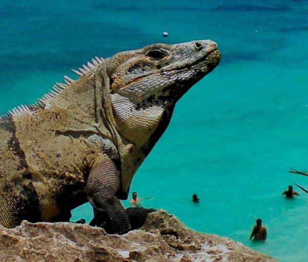 Viaje a Riviera Maya