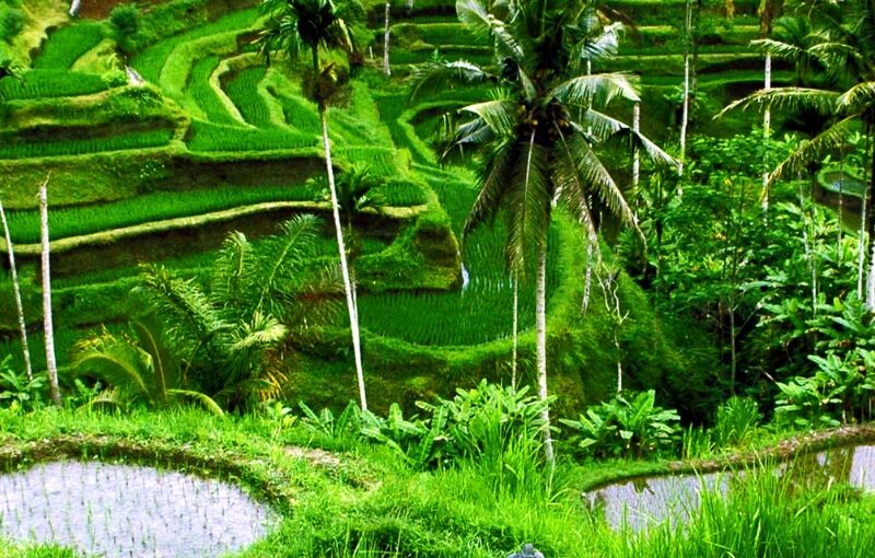 Bali single agosto