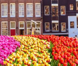 amsterdam grupo single