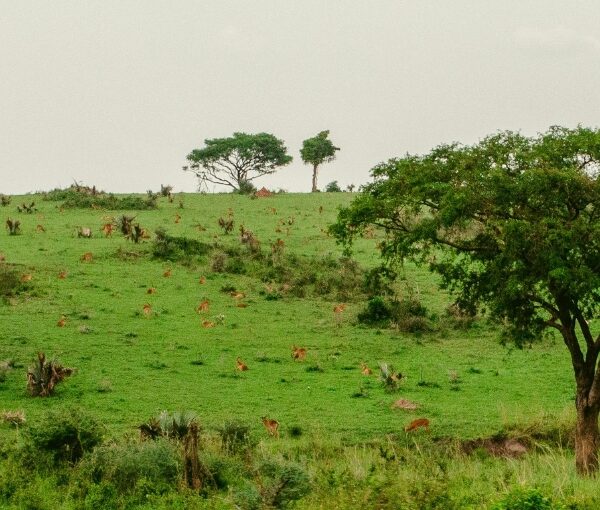 Uganda principio de año