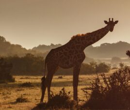 Kenia en Fin de año