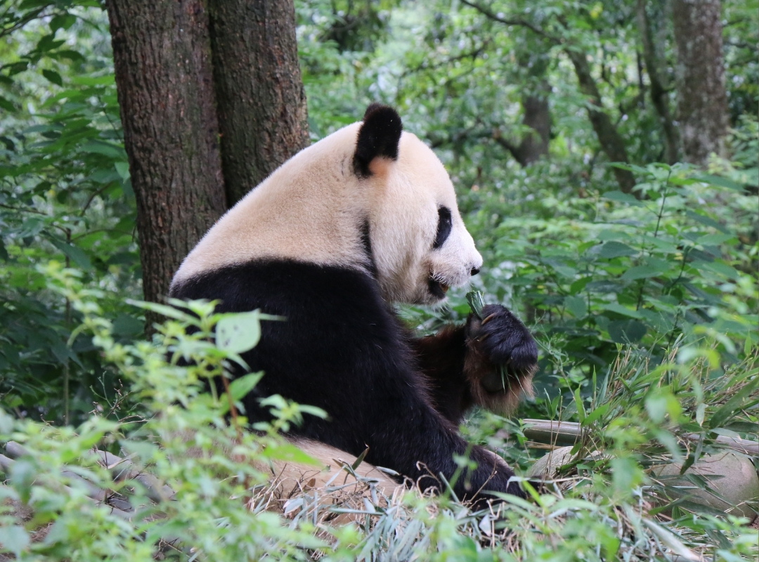 China panda