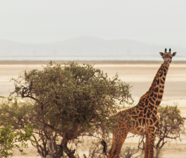 viaje a kenia