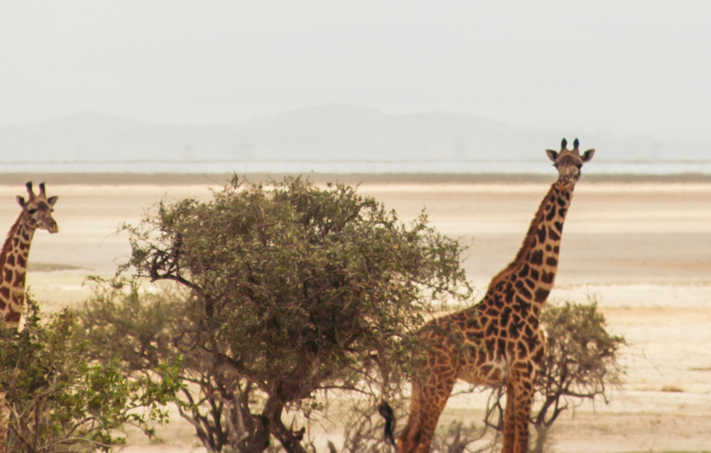 viaje a kenia